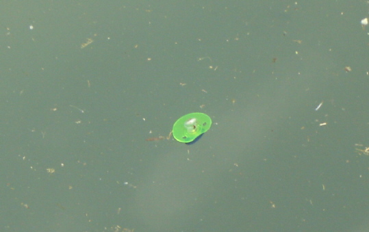 marinelandontario058.jpg